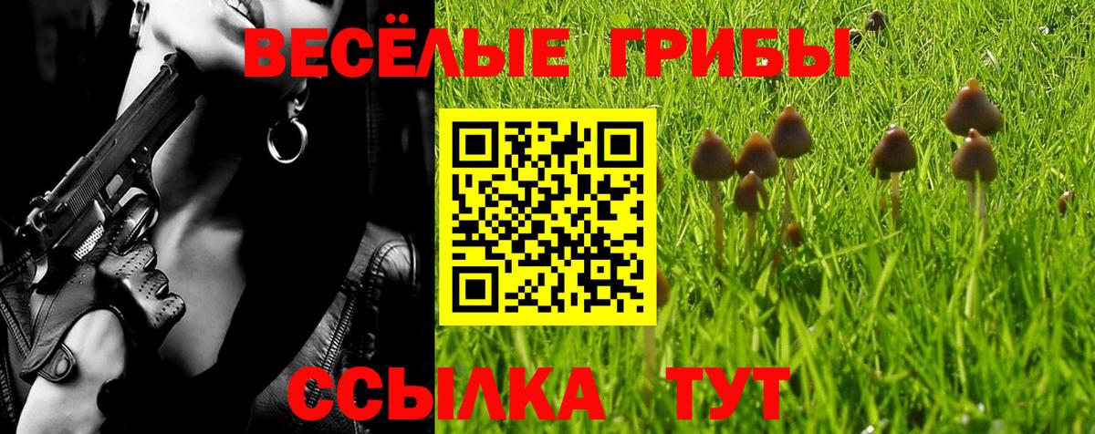 Псилоцибиновые грибы Psilocybine cubensis Полысаево
